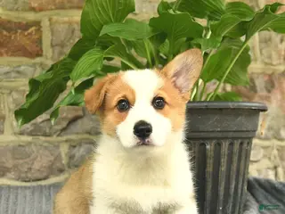 Welsh Corgi Pembroke dogs for sale: Bambi - Ad 2