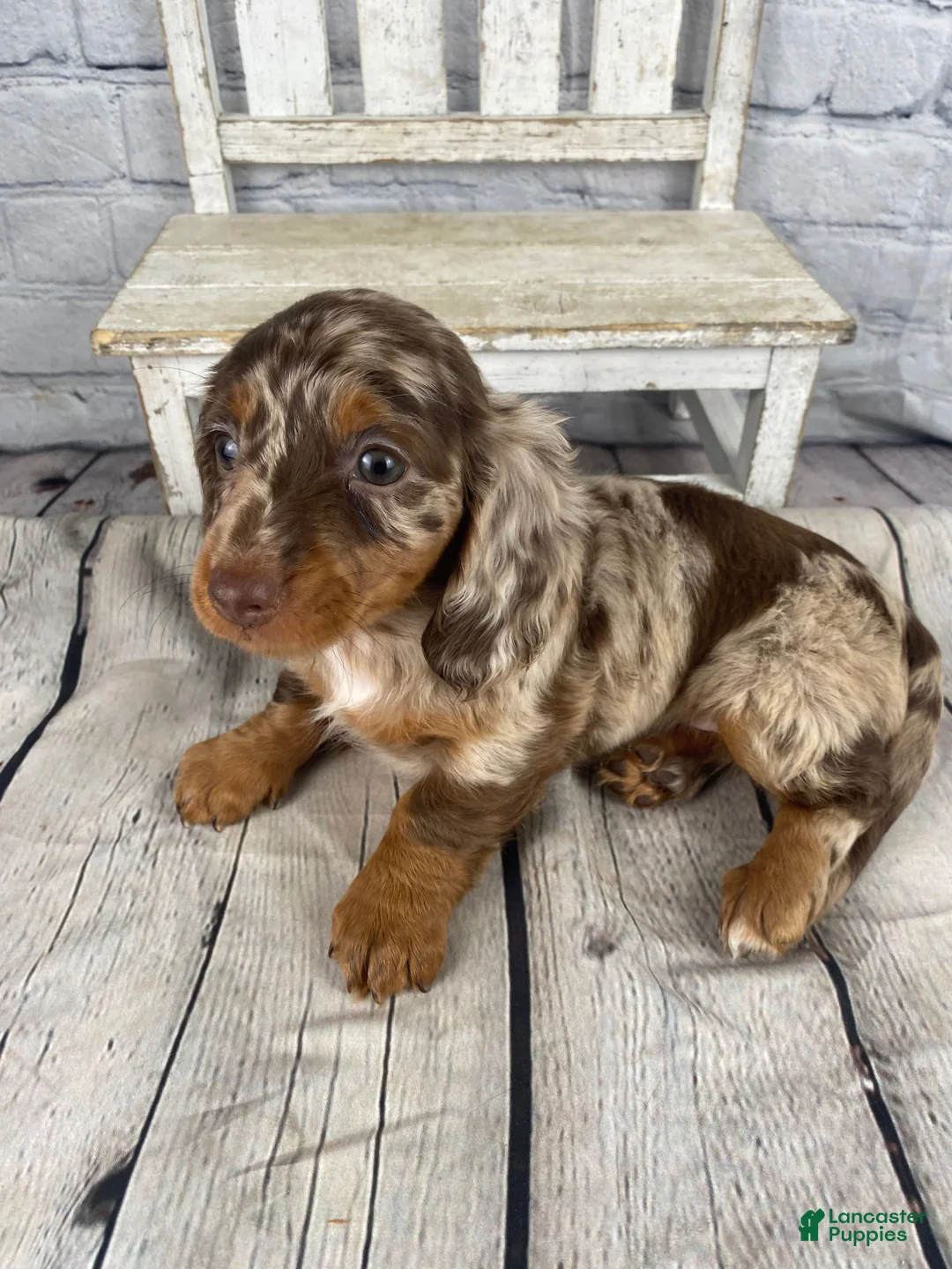 Miniature Dachshund dogs for sale: Callie - Ad 1