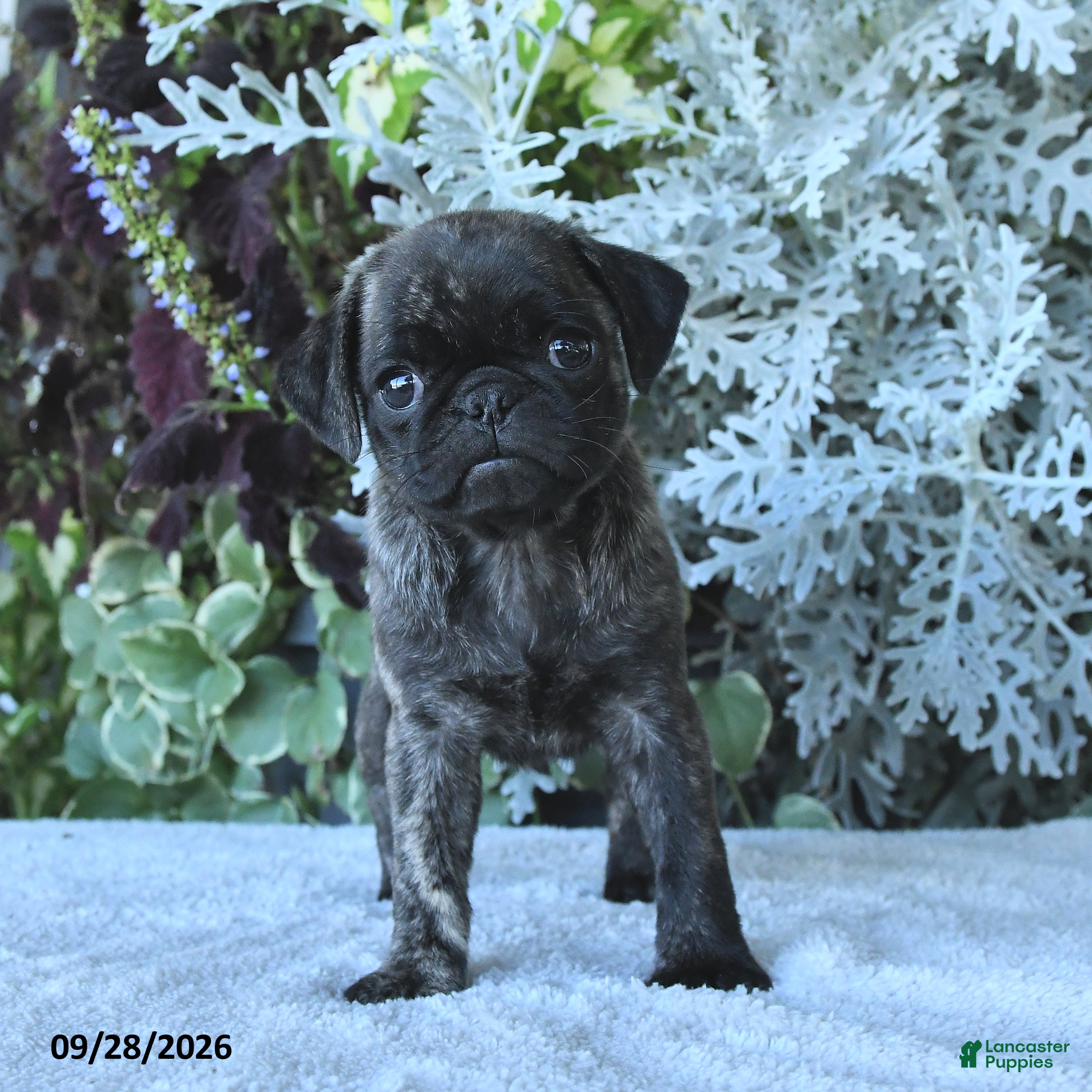 Pug dogs for sale: Gemma - Ad 2