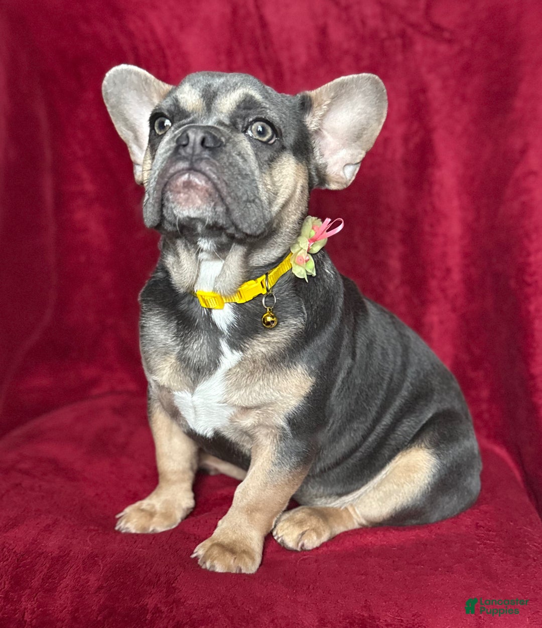 French Bulldog dogs for sale: Mira - Ad 1