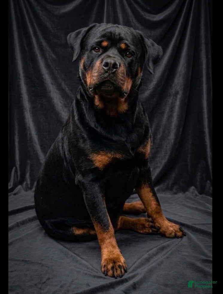 Rottweiler dogs Rottweiler 1 - Ad 2