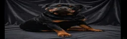 Rottweiler dogs for sale: Rottweiler 1 - Ad 2