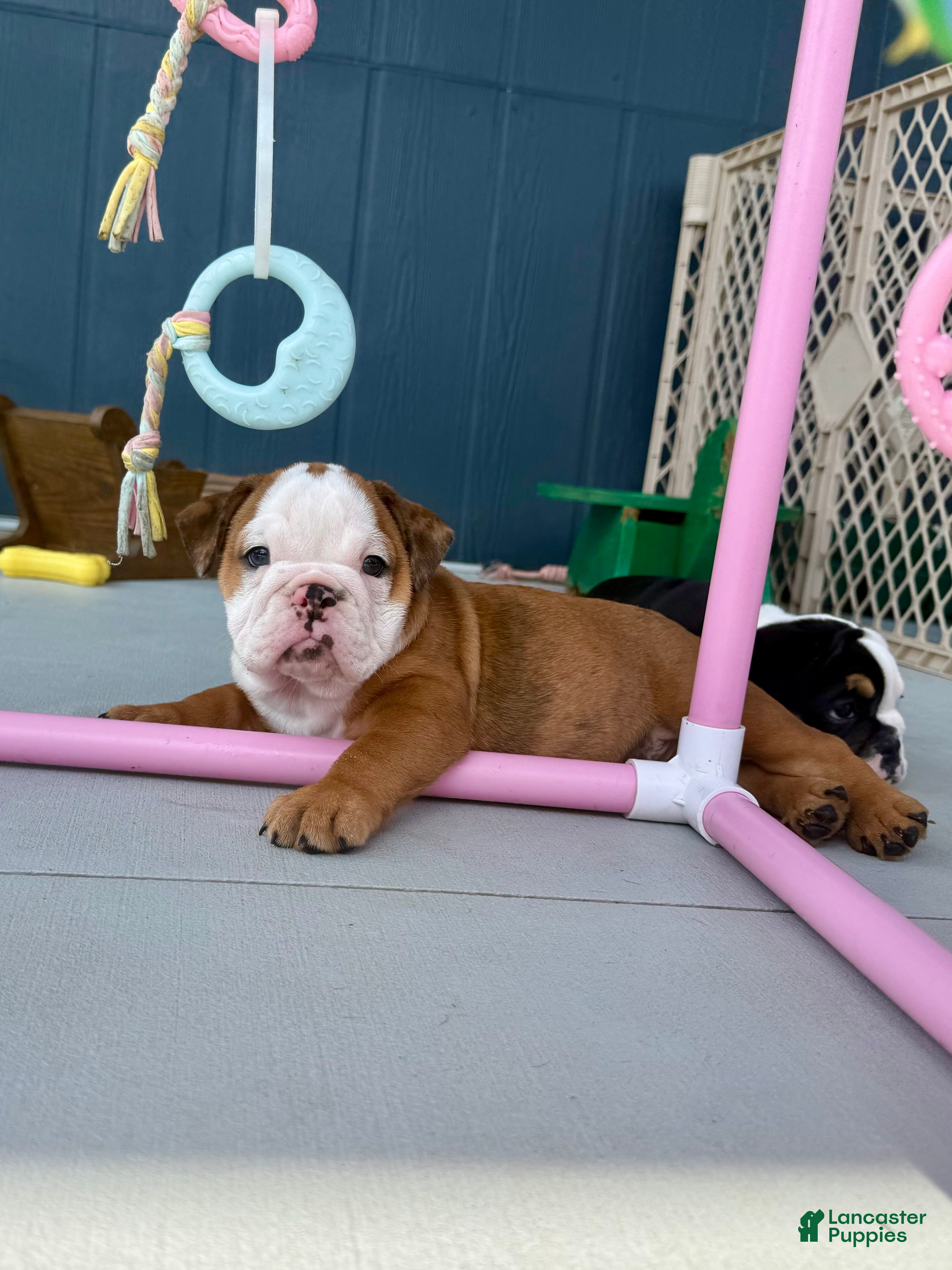 English Bulldog dogs Madam Daisy Duke of Bulldogs Inc. - Ad 2