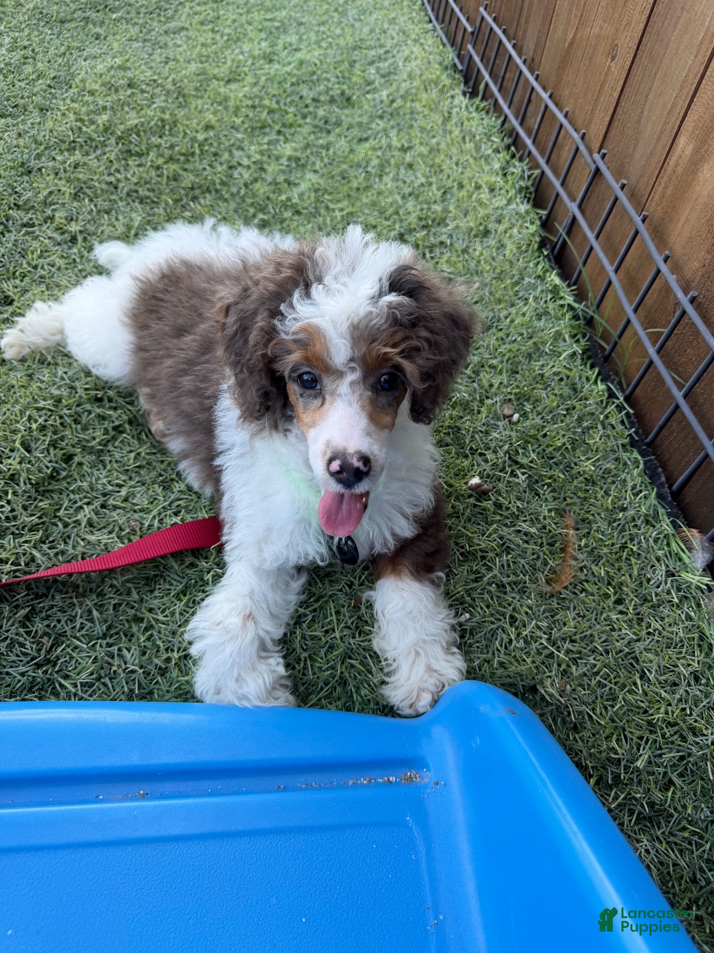 Miniature Poodle dogs for sale: Akc Clear 🧬 Tested Blue Merle  Phantom Parti- Bb - Ad 2