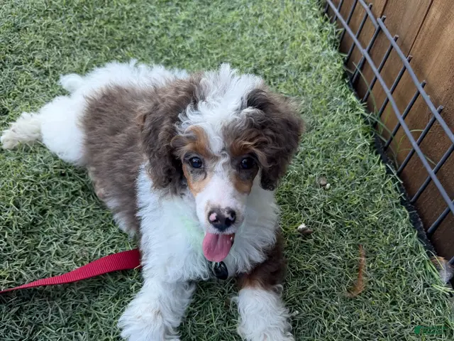 Miniature Poodle dogs for sale: Akc Clear 🧬 Tested Blue Merle Phantom Parti- Bb - Ad 2