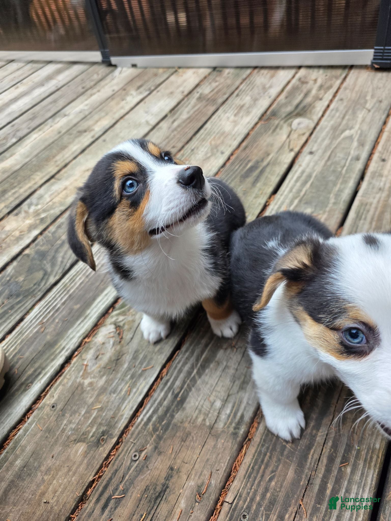 Welsh Corgi Pembroke dogs Welsh Corgi Pembroke 1 - Ad 2