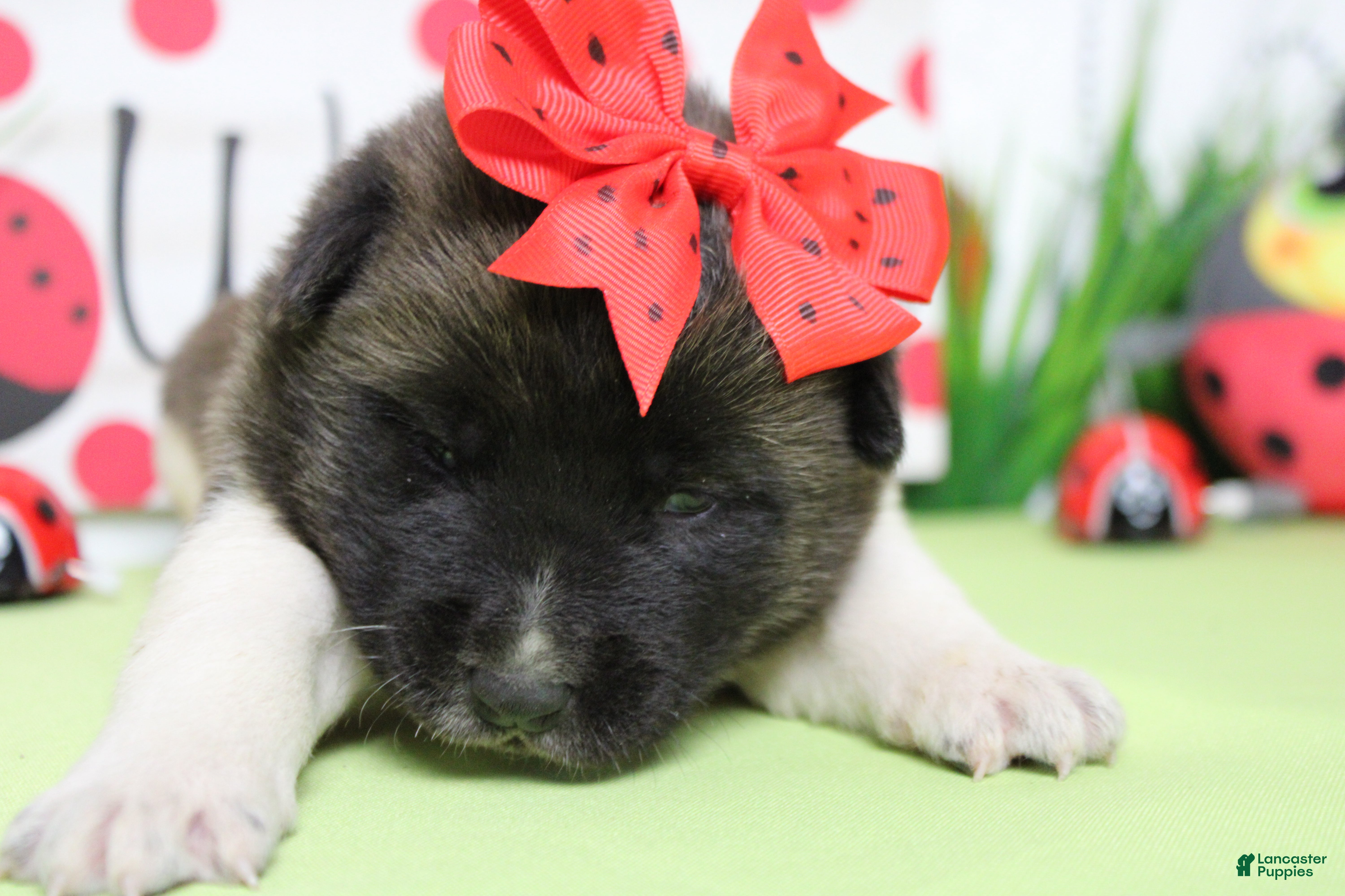 Akita dogs Honey  - Ad 3