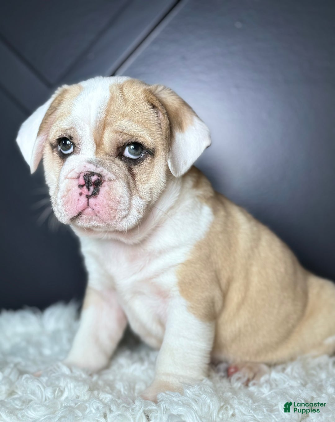 Mixed Breed dogs for sale: Bo - Ad 7