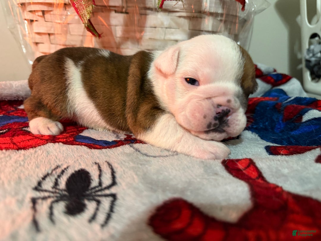 English Bulldog dogs for sale: English Bulldog Puppy 2 - Ad 1