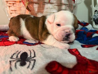 English Bulldog dogs English Bulldog Puppy 2 - Ad 15