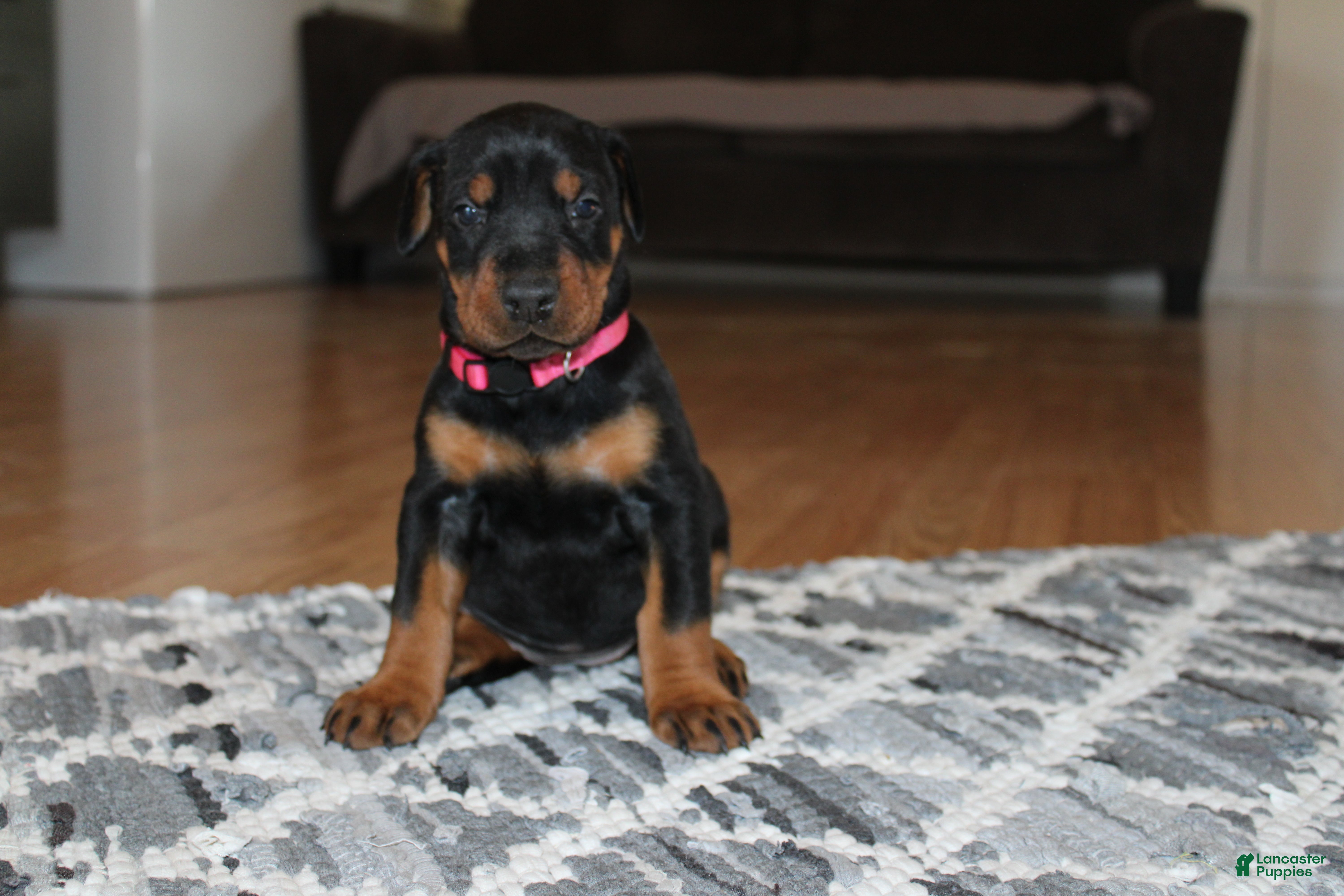Doberman Pinscher dogs Sadie - Ad 2