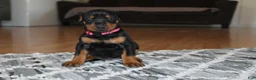 Doberman Pinscher dogs for sale: Sadie - Ad 2