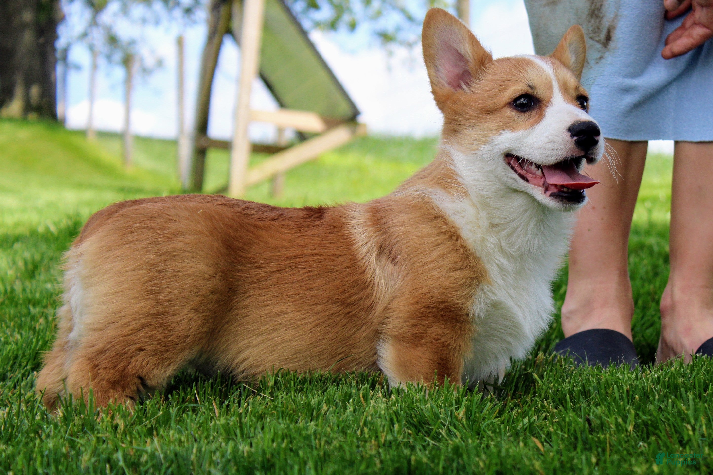 Welsh Corgi Pembroke dogs Olive(triple clear) AKC - Ad 1