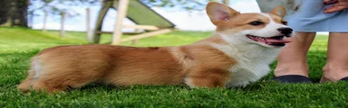 Olive(triple clear) AKC