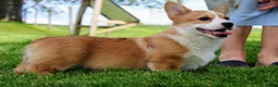 Welsh Corgi Pembroke dogs for sale: Olive(triple clear) AKC - Ad 1