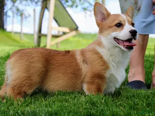 Welsh Corgi Pembroke dogs for sale: Olive(triple clear) AKC - Ad 3