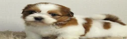 Shih Tzu dogs for sale: Niko - Ad 8