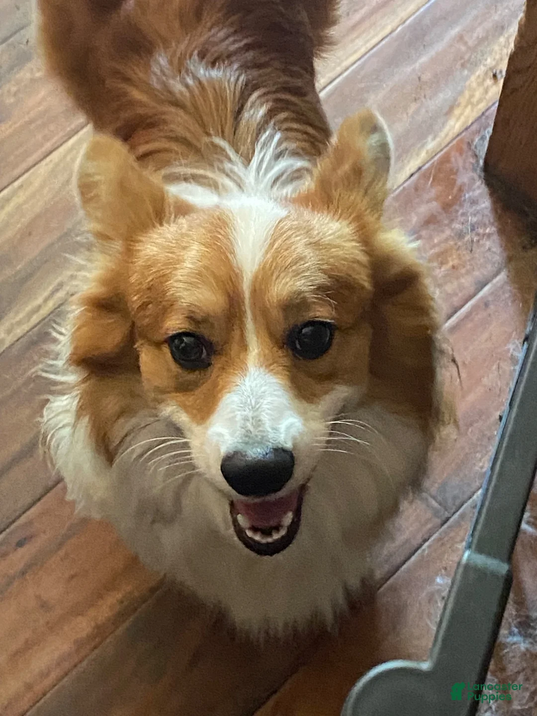 Mixed Breed dogs for sale: Mixed Breed  Jelly Roll - Ad 4