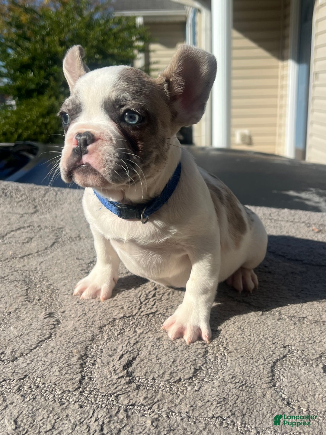 French Bulldog dogs for sale: French Bulldog Puppy 1 - Ad 1