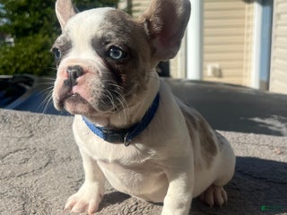 French Bulldog dogs French Bulldog Puppy 1 - Ad 22