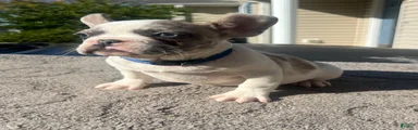 French Bulldog Puppy 1