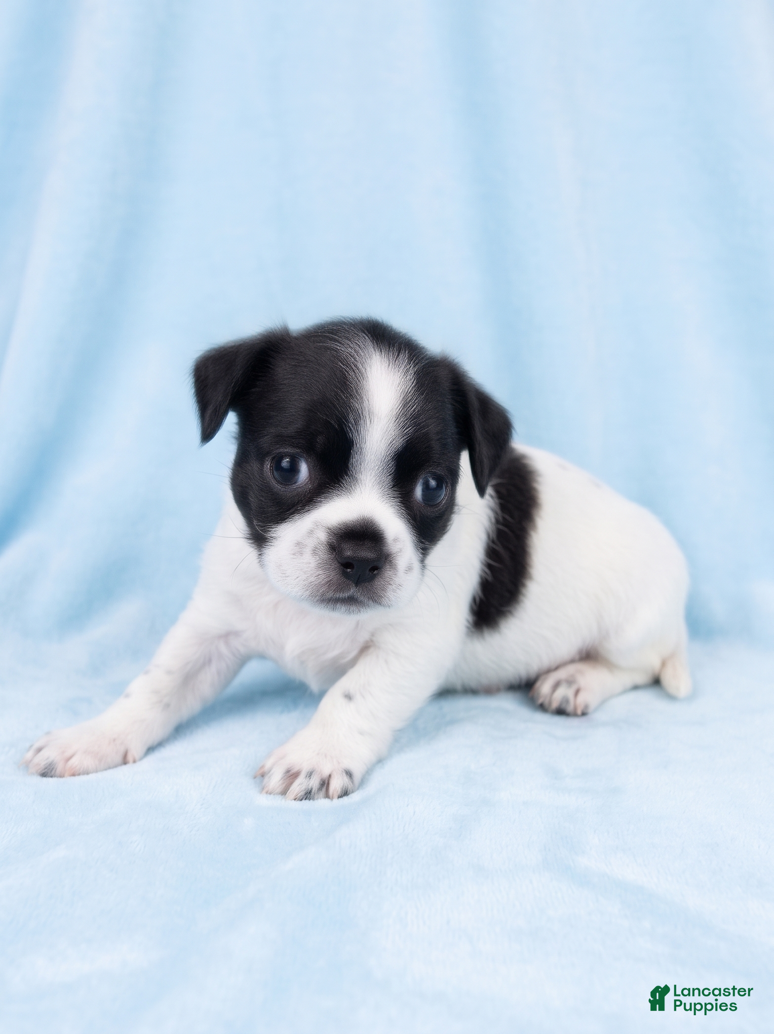 Mixed Breed dogs Benny - Ad 2