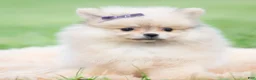 Pomeranian dogs for sale: Josephine - Ad 4