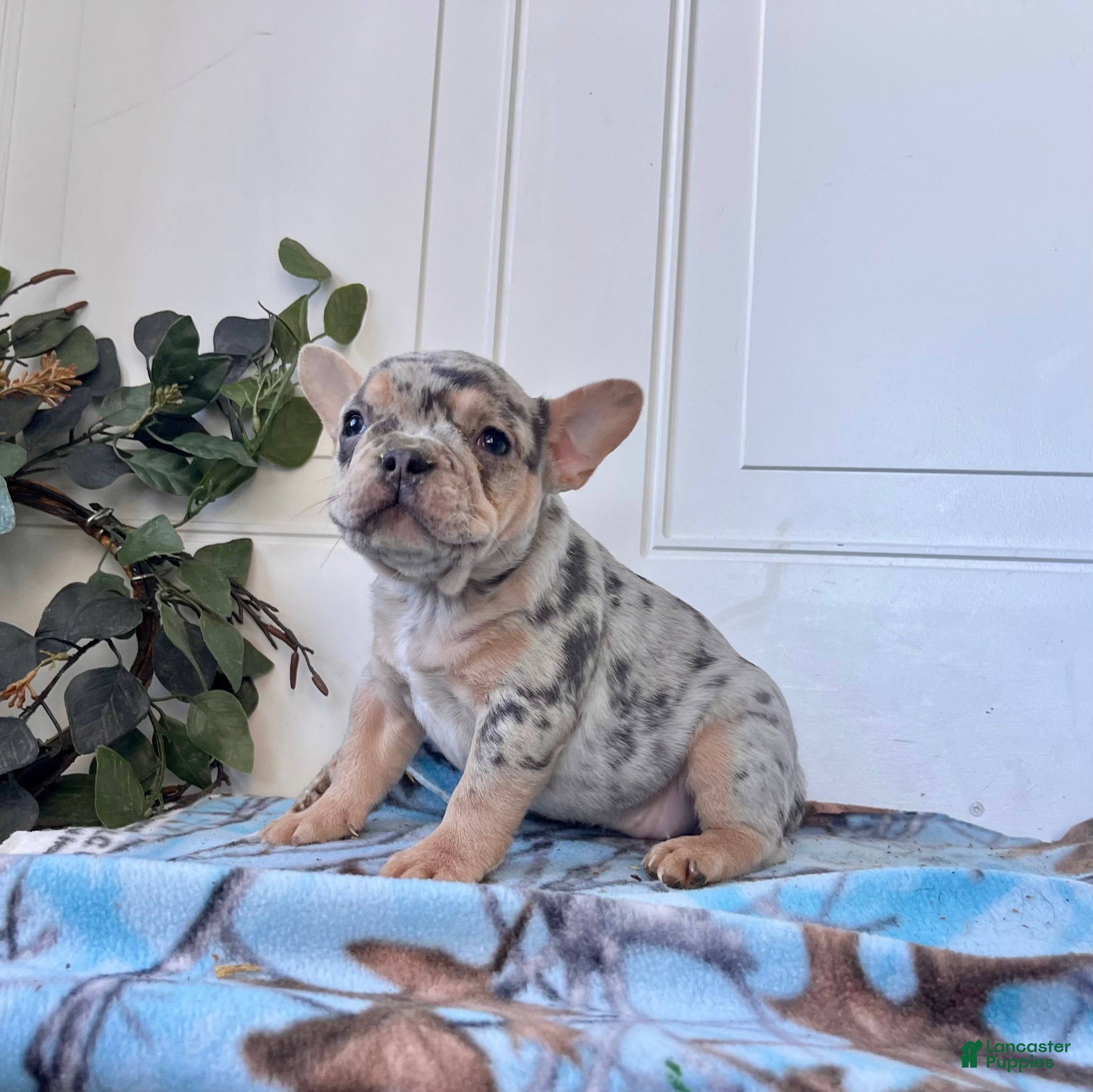 French Bulldog dogs for sale: SASHA❤️AKC Christmas Ready🐾Call 717-471-7087 - Ad 3