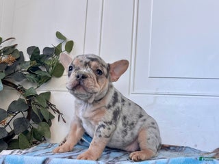 French Bulldog dogs for sale: SASHA❤️AKC Christmas Ready🐾Call 717-471-7087 - Ad 3