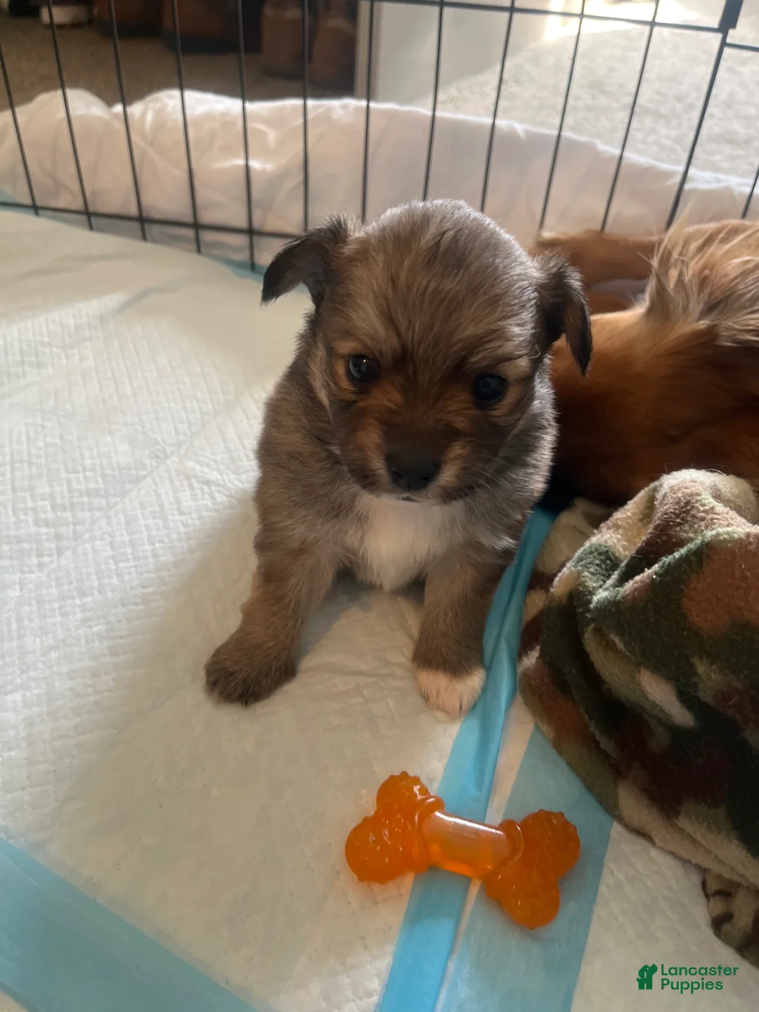 Pomeranian dogs for sale: Pomeranian Puppy 1 - Ad 1