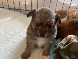 Pomeranian dogs Pomeranian Puppy 1 - Ad 13