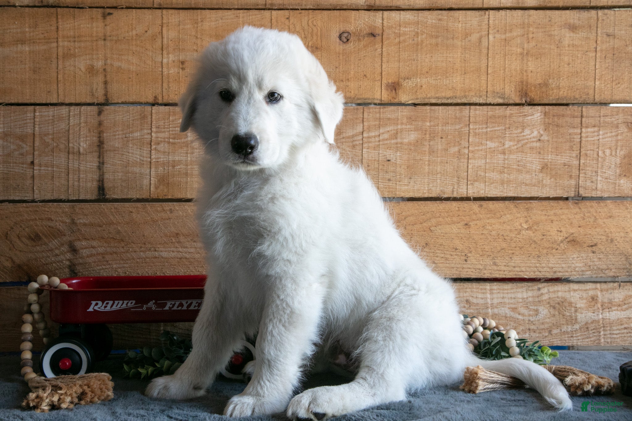 Maremma Sheepdog dogs Bluey - Ad 1