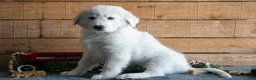Maremma Sheepdog dogs for sale: Bluey - Ad 1