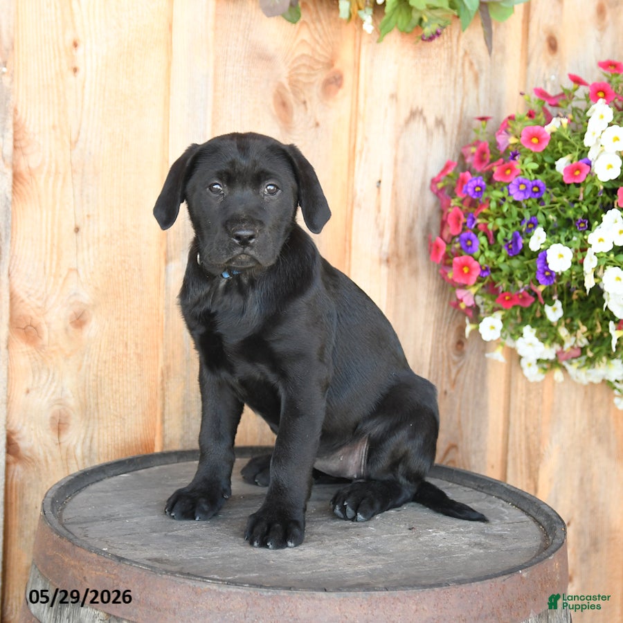 Labrador Retriever dogs Ember - Ad 2