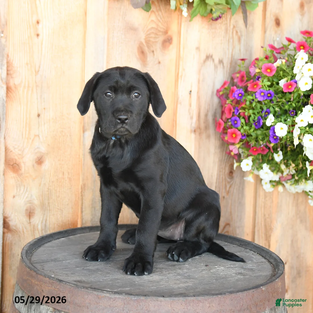 Labrador Retriever dogs for sale: Ember - Ad 2