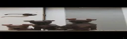 Xoloitzcuintle dogs for sale: Bambi  - Ad 15