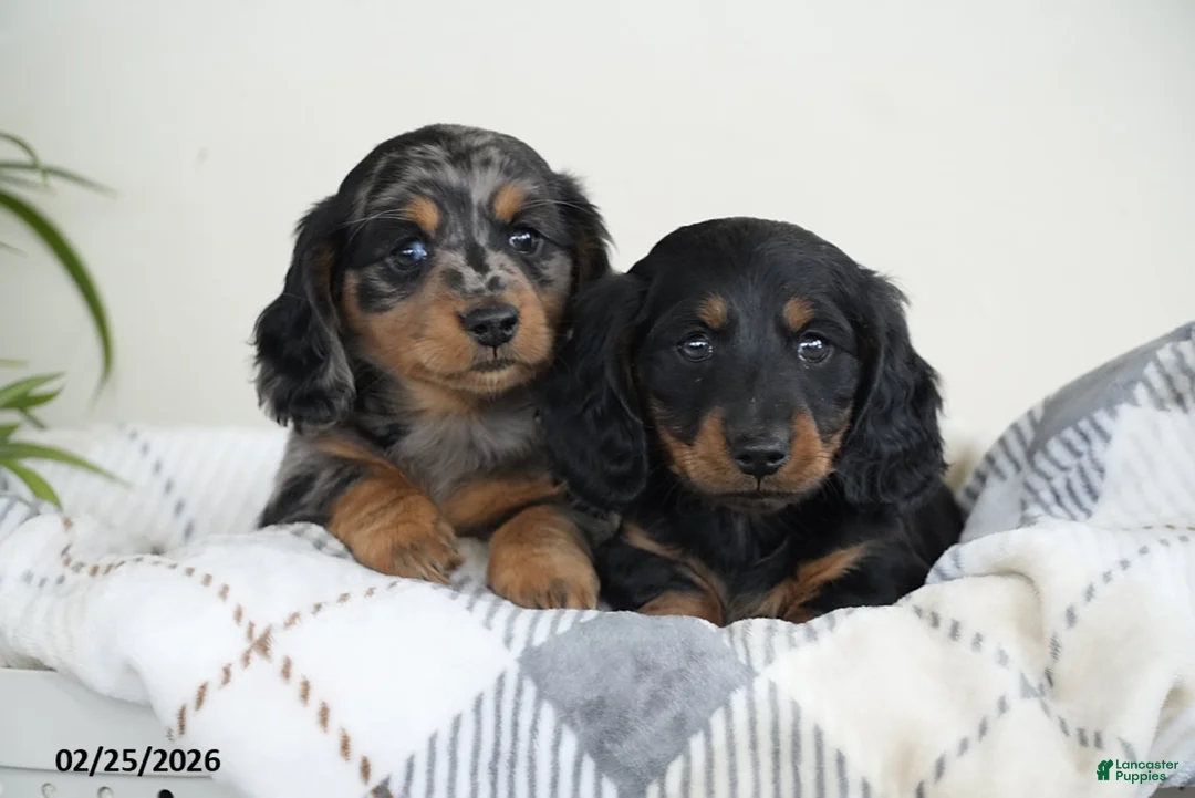 Miniature Dachshund dogs for sale: Coffee - Ad 7