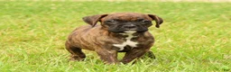 Boxer dogs for sale: Max - Ad 7