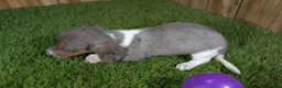 Miniature Dachshund dogs for sale: Cutie Girl 1 - Ad 5