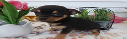 Chihuahua dogs for sale: Chihuahua Puppy 5 Duke - Ad 2