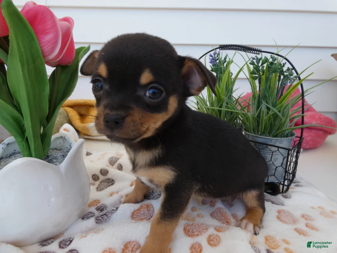 Chihuahua dogs for sale: Chihuahua Puppy 5 Duke - Ad 2