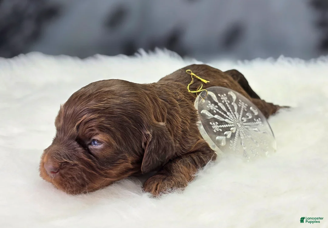 Cockapoo dogs for sale: Lyra - Ad 3