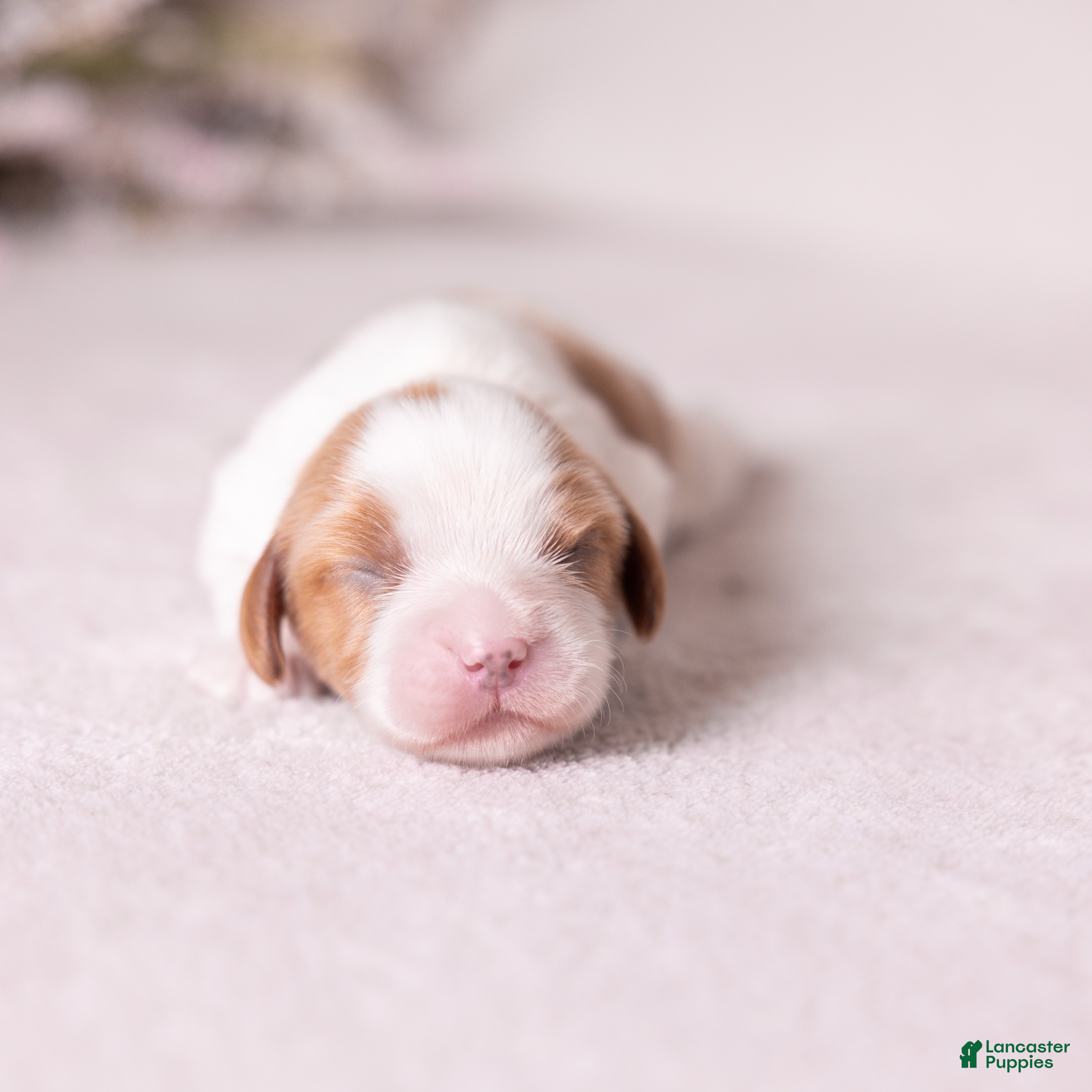 Cavalier King Charles Spaniel dogs Cheers - Ad 1