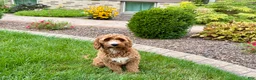 Cockapoo dogs for sale: Kip  - Ad 5
