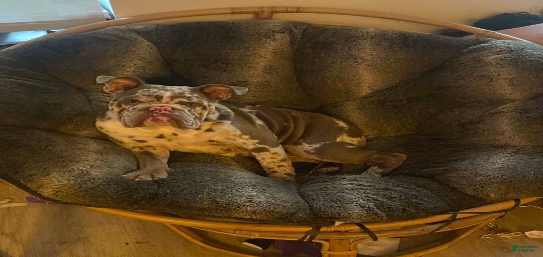 Gallery Image {{count}}