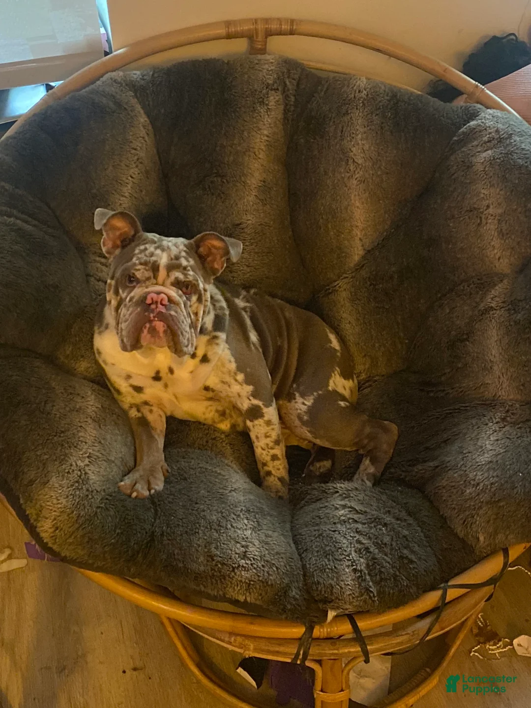 Gallery Image {{count}}