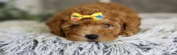 Toy Poodle dogs for sale: Amara  - Ad 9