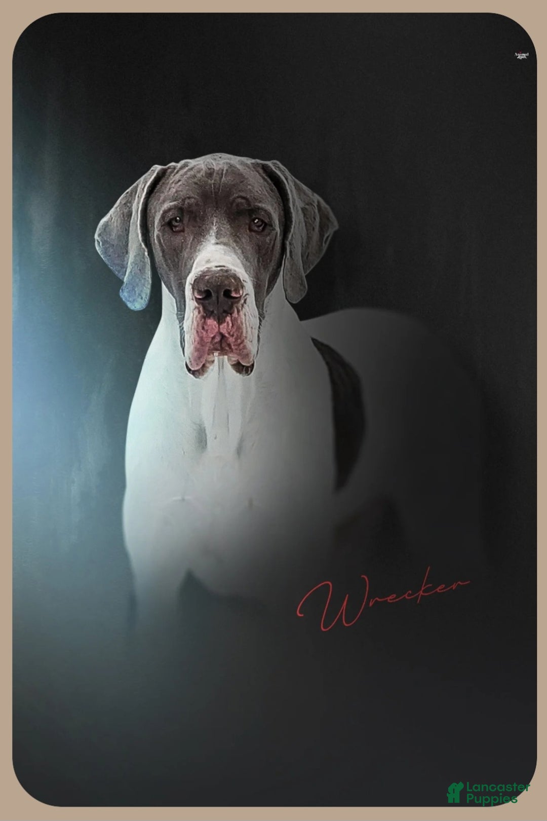 Great Dane dogs for sale: Great Dane Puppy 1 - Ad 9