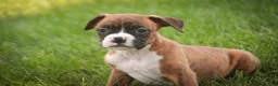 Boxer dogs for sale: Frank - Ad 3