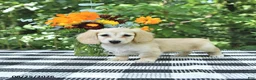 Miniature Dachshund dogs for sale: Lucy - Ad 3